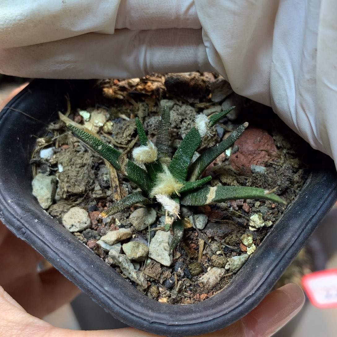      25号 实生龙舌兰岩牡丹