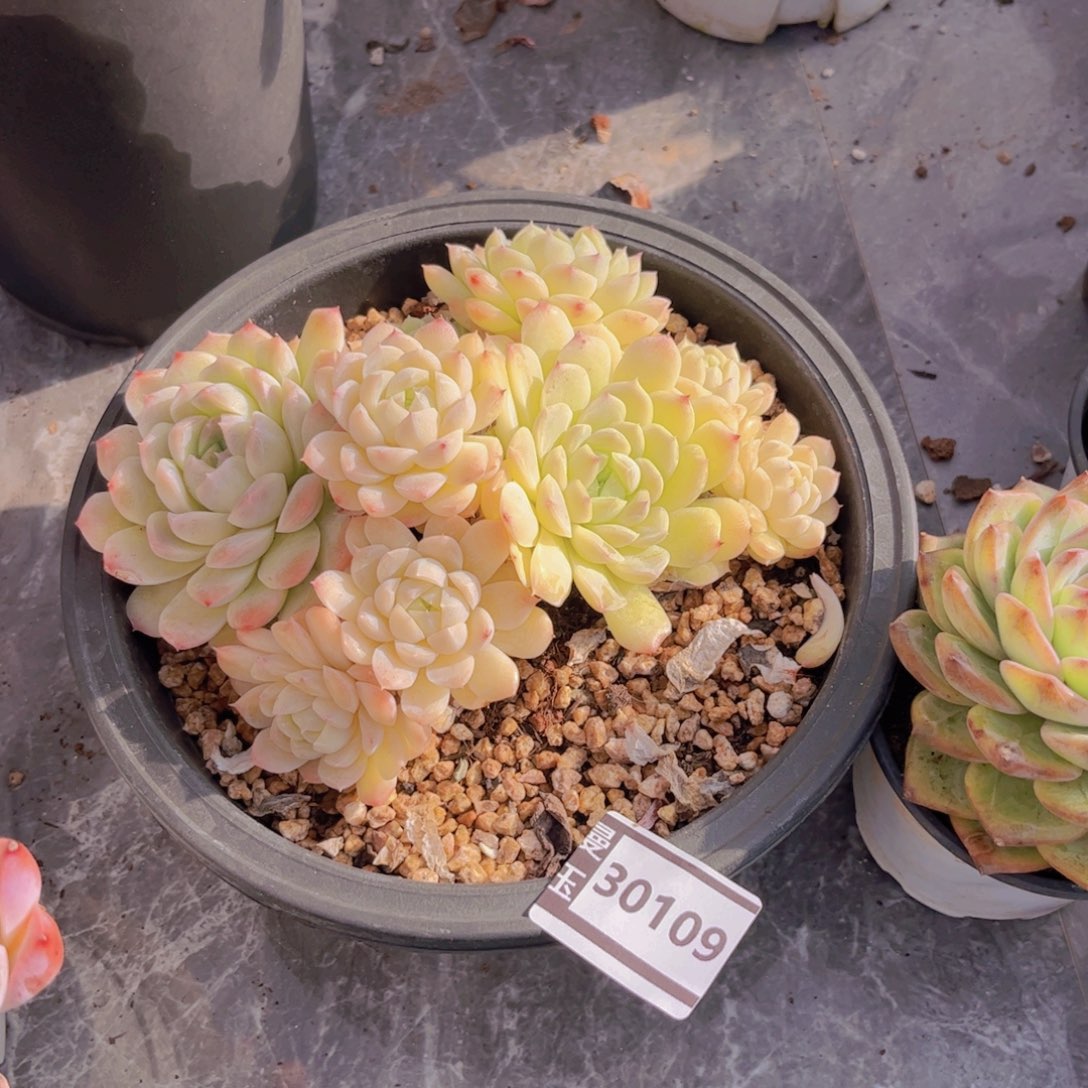 月影杂多肉植物30109