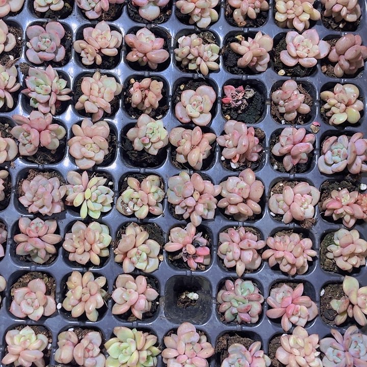 精品凌雪缀多肉植物