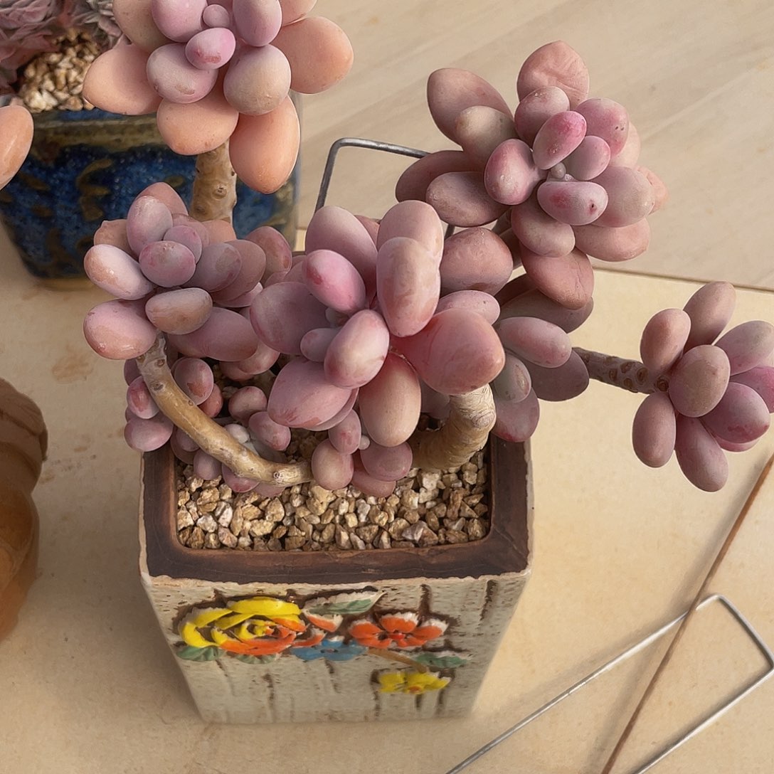 桃蛋多肉多肉多肉