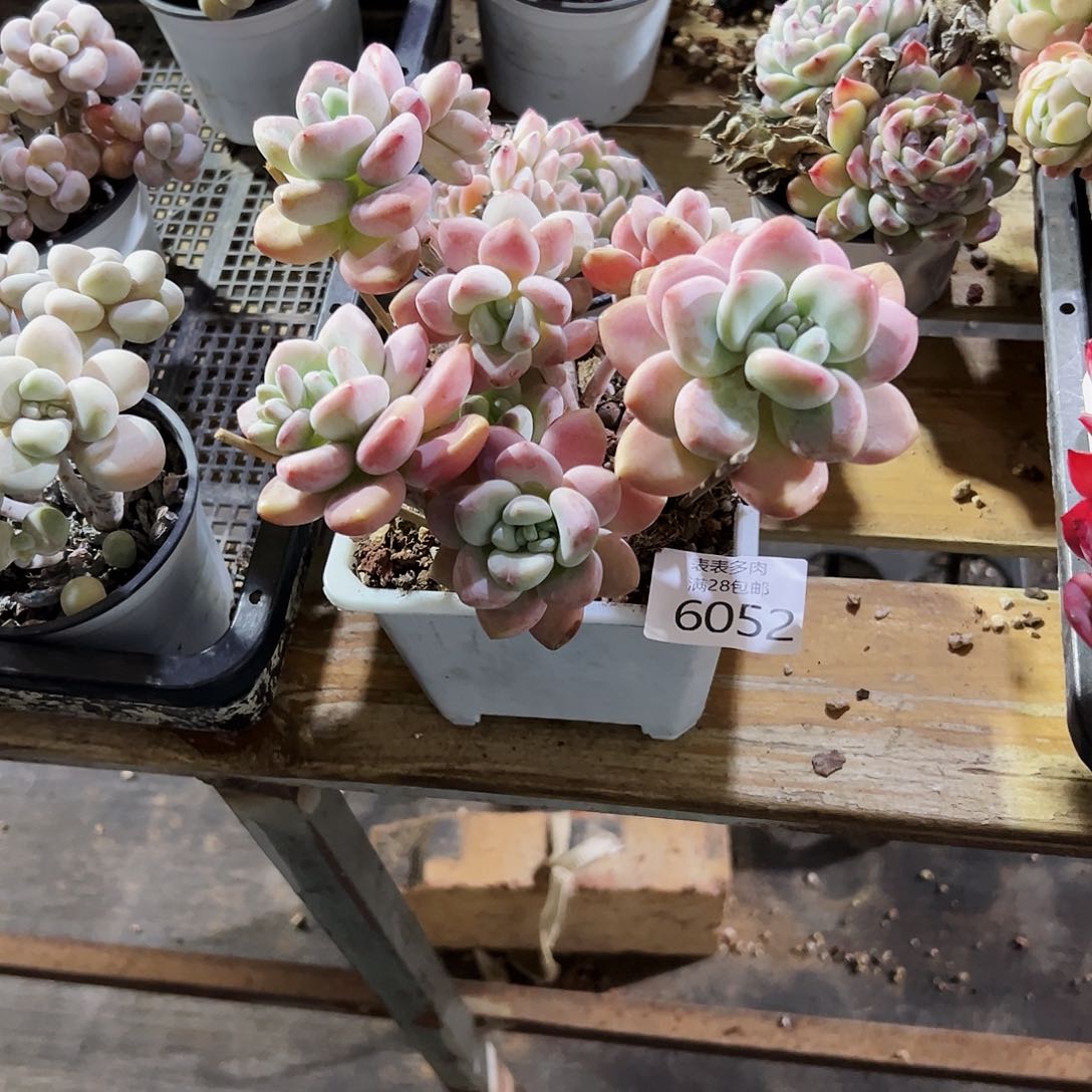 9号没**果我们的确是一6052