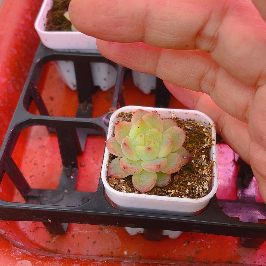 我***婆绿珍妮母本盆满25包邮