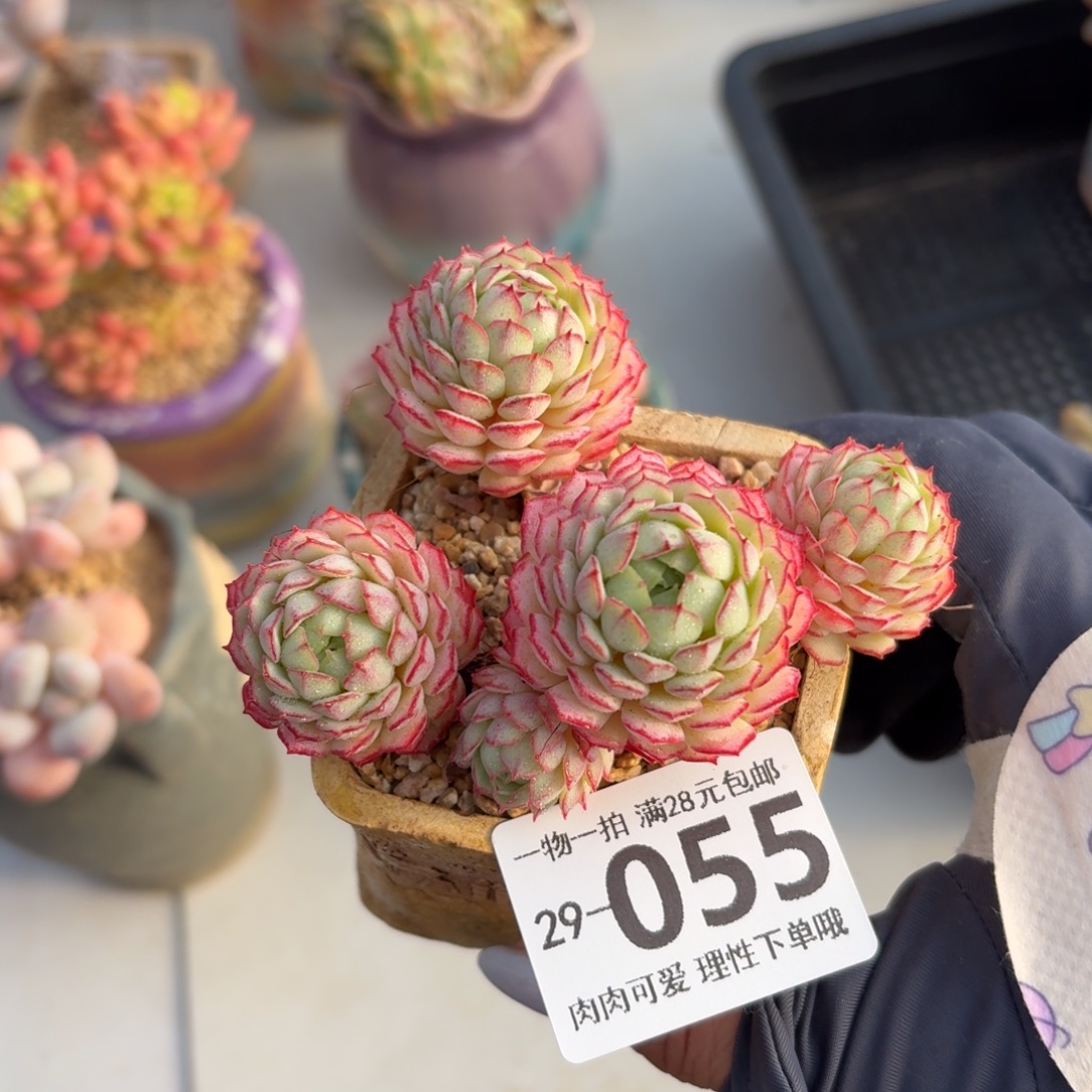 小红船无盆土发货无