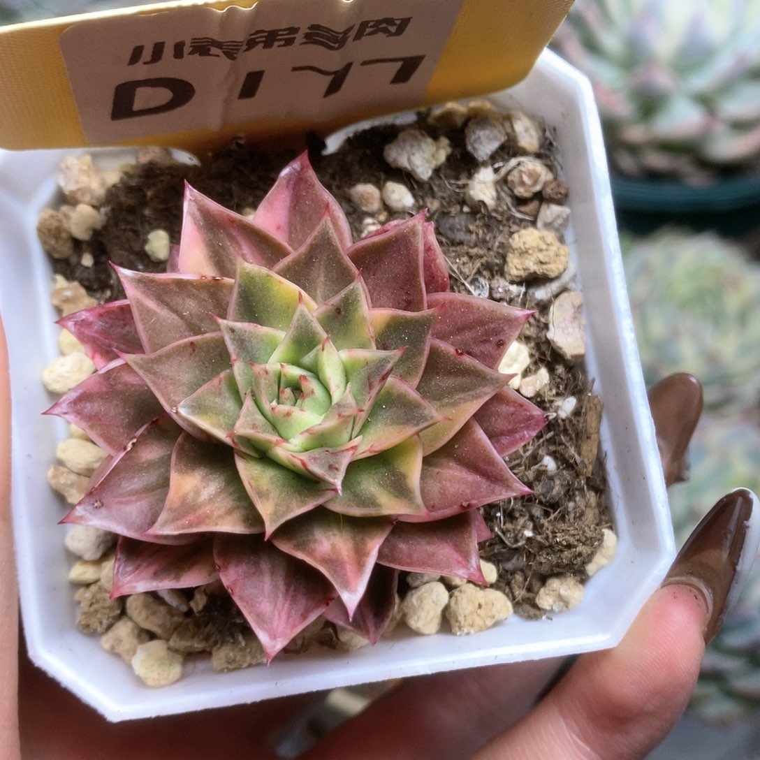 177锦锦锦锦锦锦锦锦