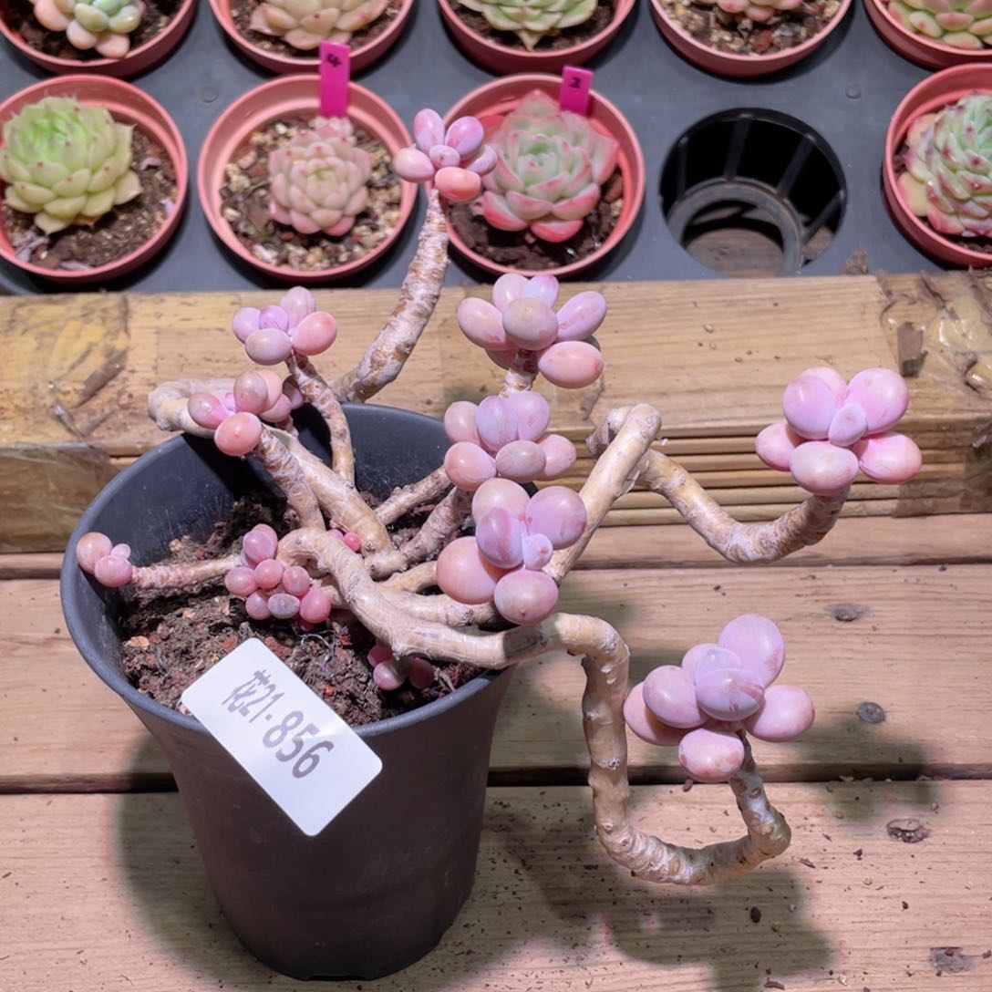 花利美21-856桃蛋一颗