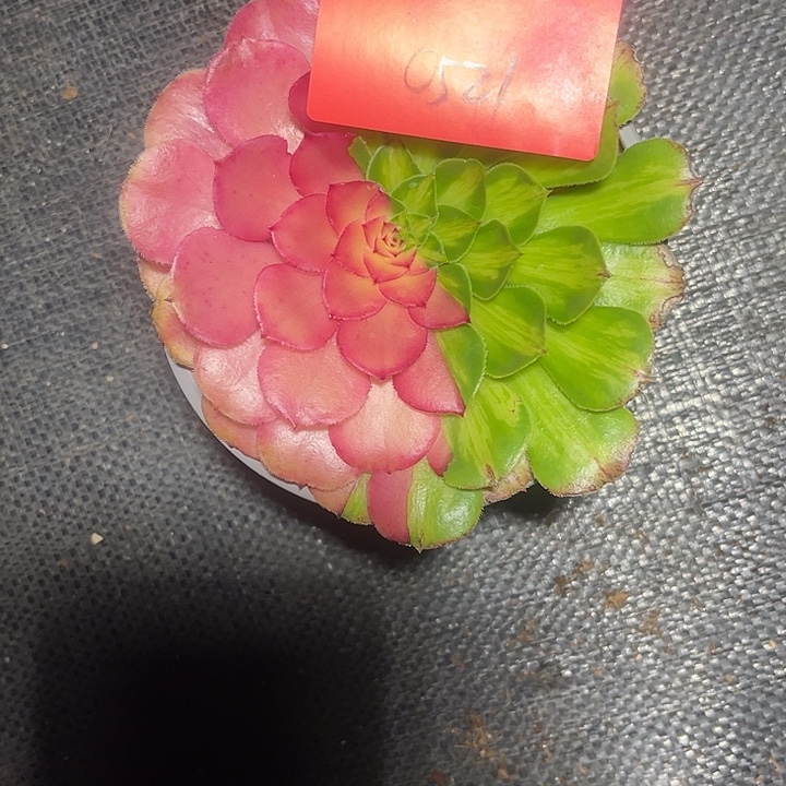 知否多肉植物保护专业0521