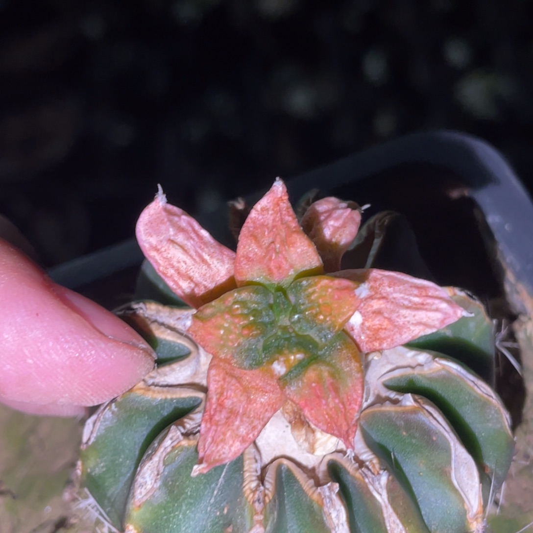 无花朵柳犹细叶锦 仙人球