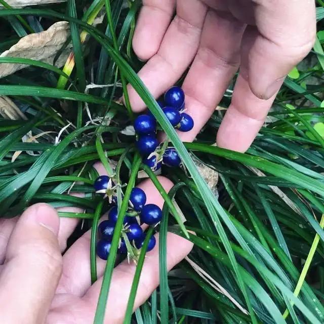 贵州野麦冬滋补泡茶泡水炖汤食材