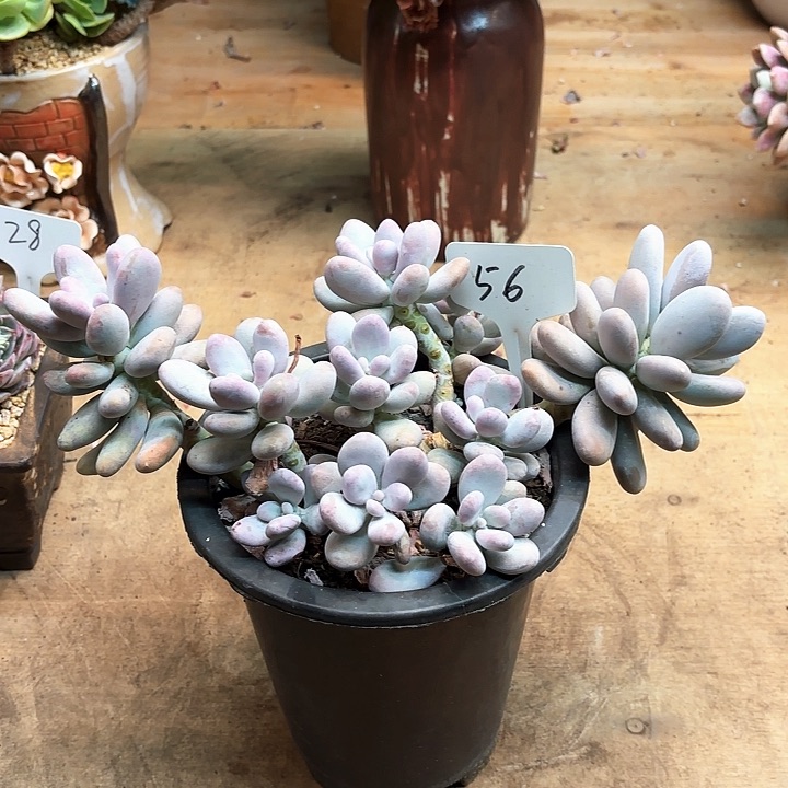 多肉植物，原始奶56号