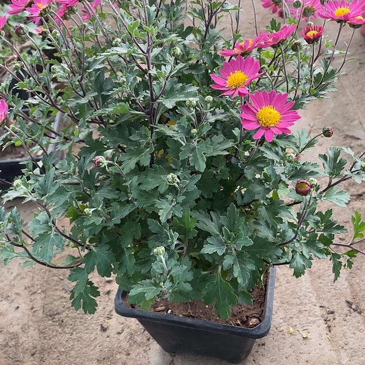 骑***方68菊花菊花菊花菊花