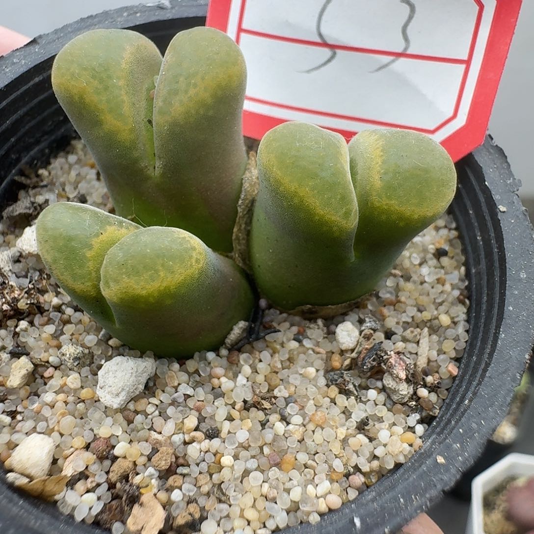 53多肉哈哈哈哈哈哈哈哈哈