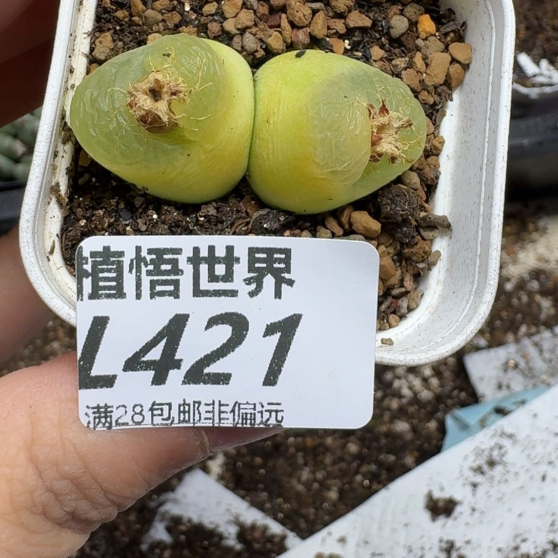 多肉植物的人生fhn