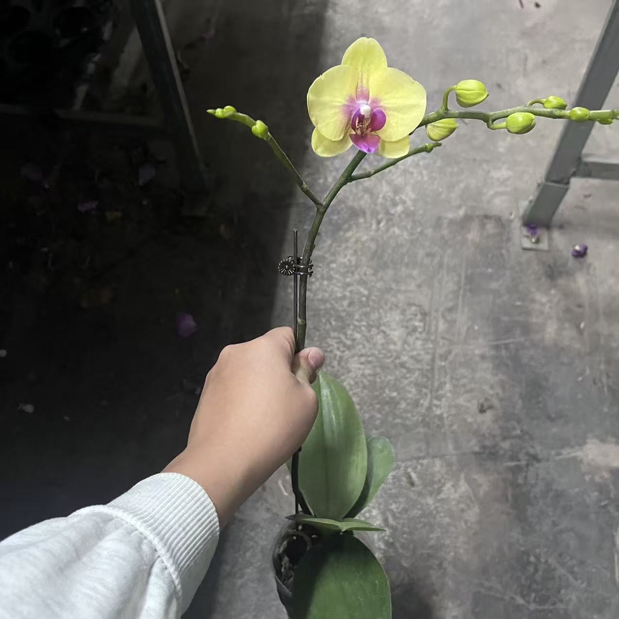 花悦里【朝日】带花带花苞 室内花花  广州花卉源头基地