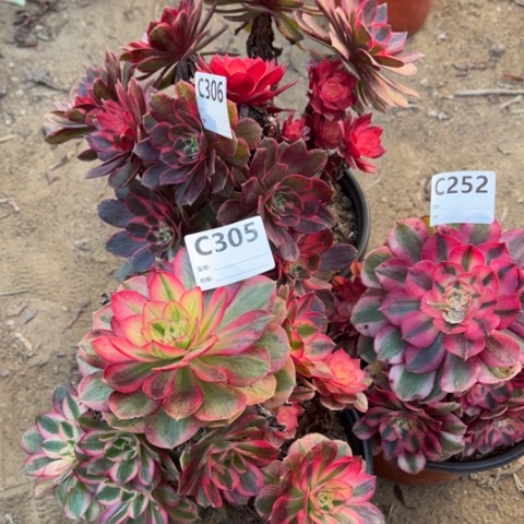 亲***树多肉植物倾城黑魔锦