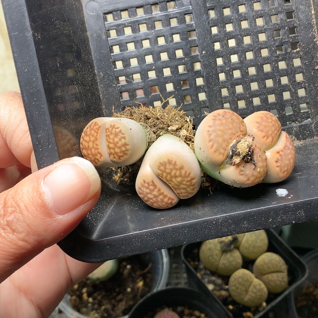 啊*K27多肉植物保护