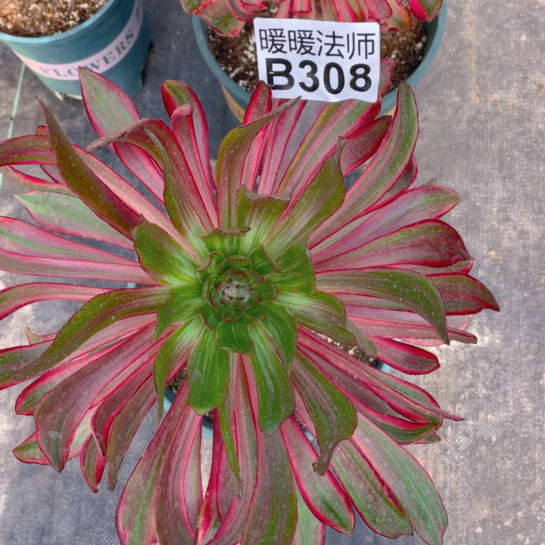 紫砂茶杯美**量308巫毒拉丝