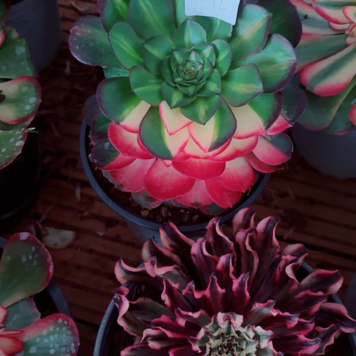 云南荔枝好看12号