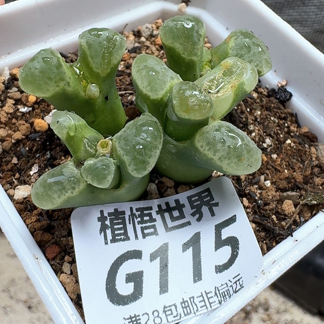 多肉植物的人生fgb