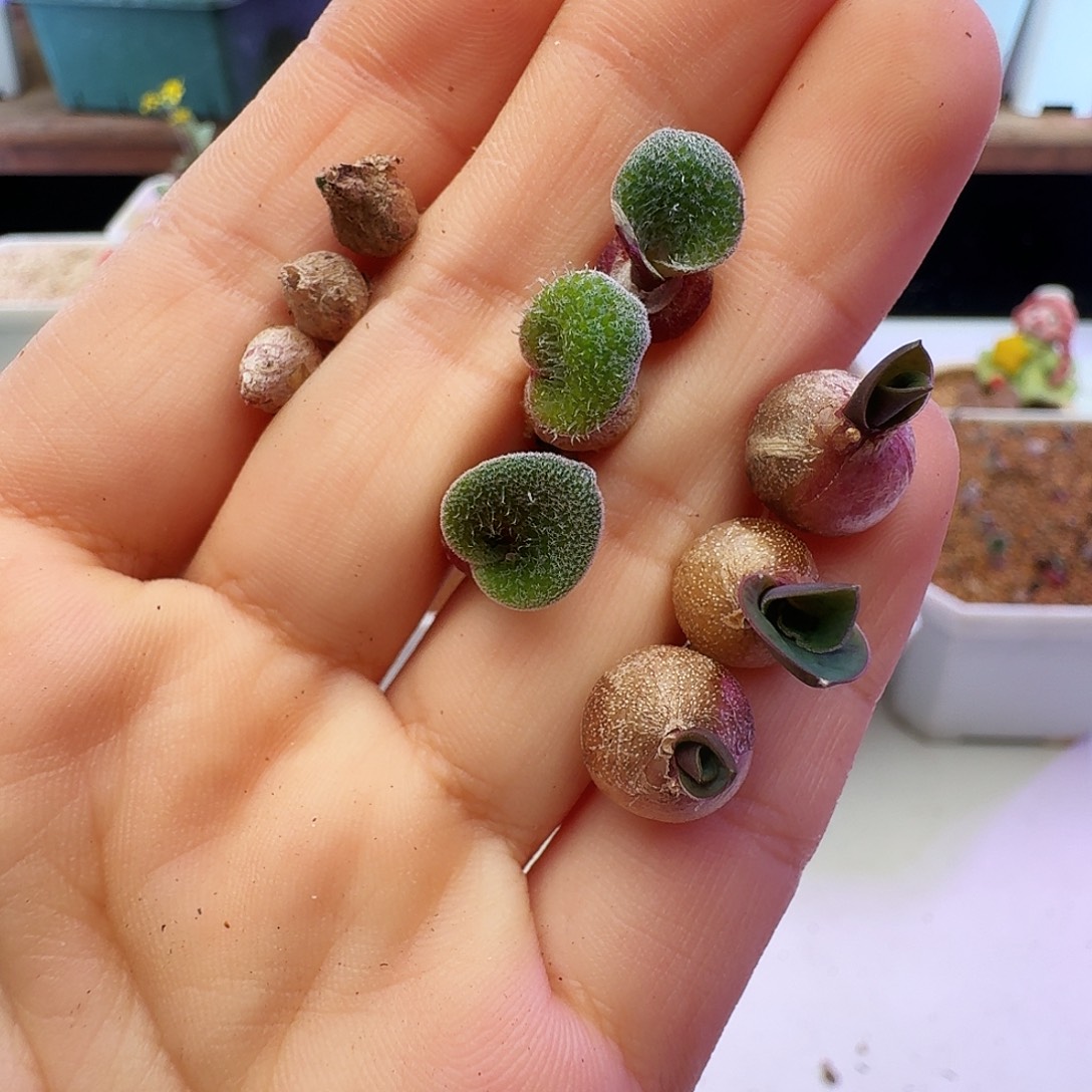 金***兔多肉植物福利肉锥