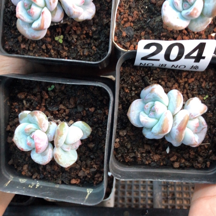 星影石榴籽福利出咯 204