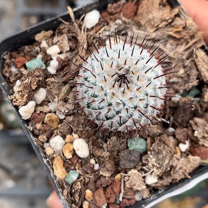 384 实生直刺配雷2.6厘米