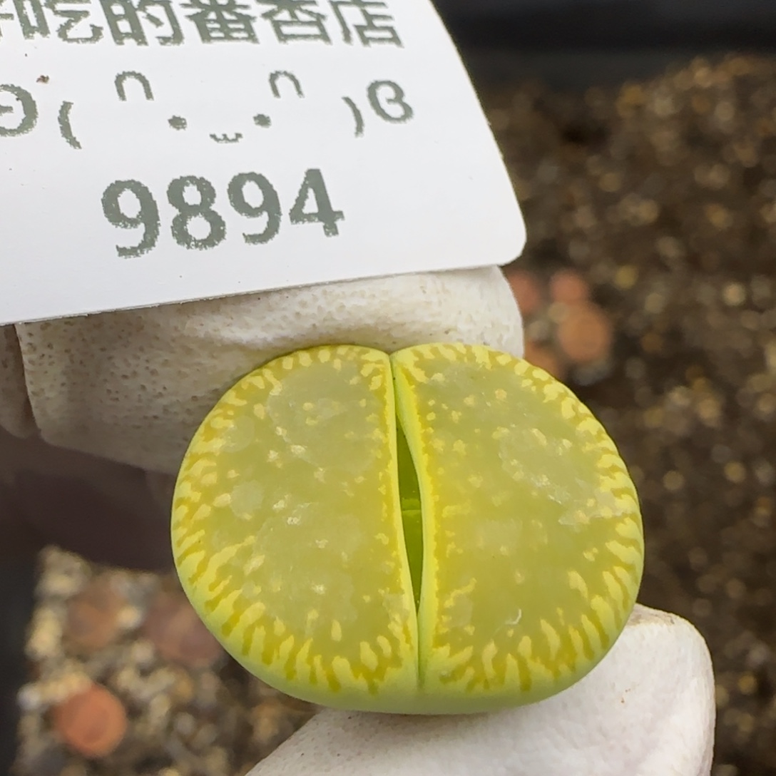 9894。默认脱土。18包邮。偏远88包邮