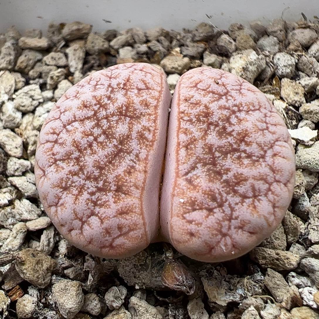 拿铁母本带盆发…………………………