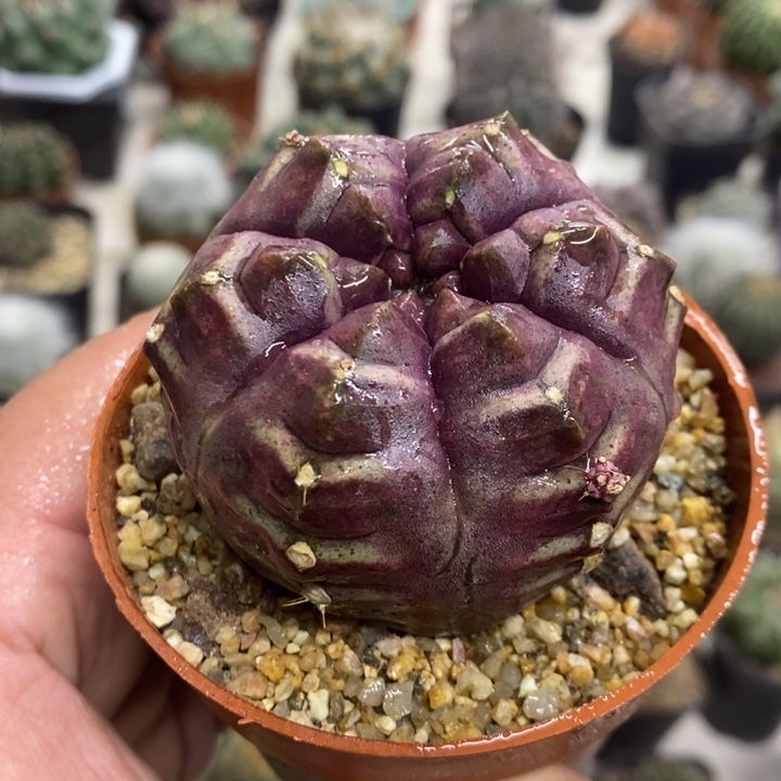 大号梦想特价福利