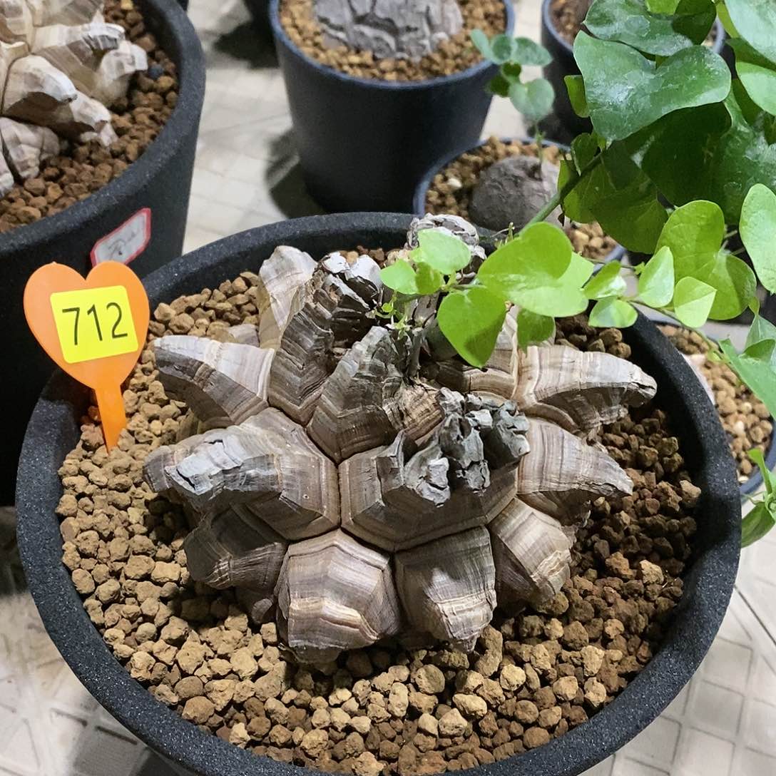 南非龟甲龙龟甲龙