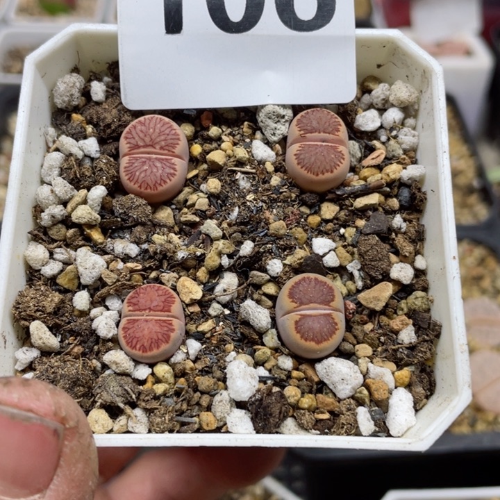 106岛田红窗菊脱土4颗