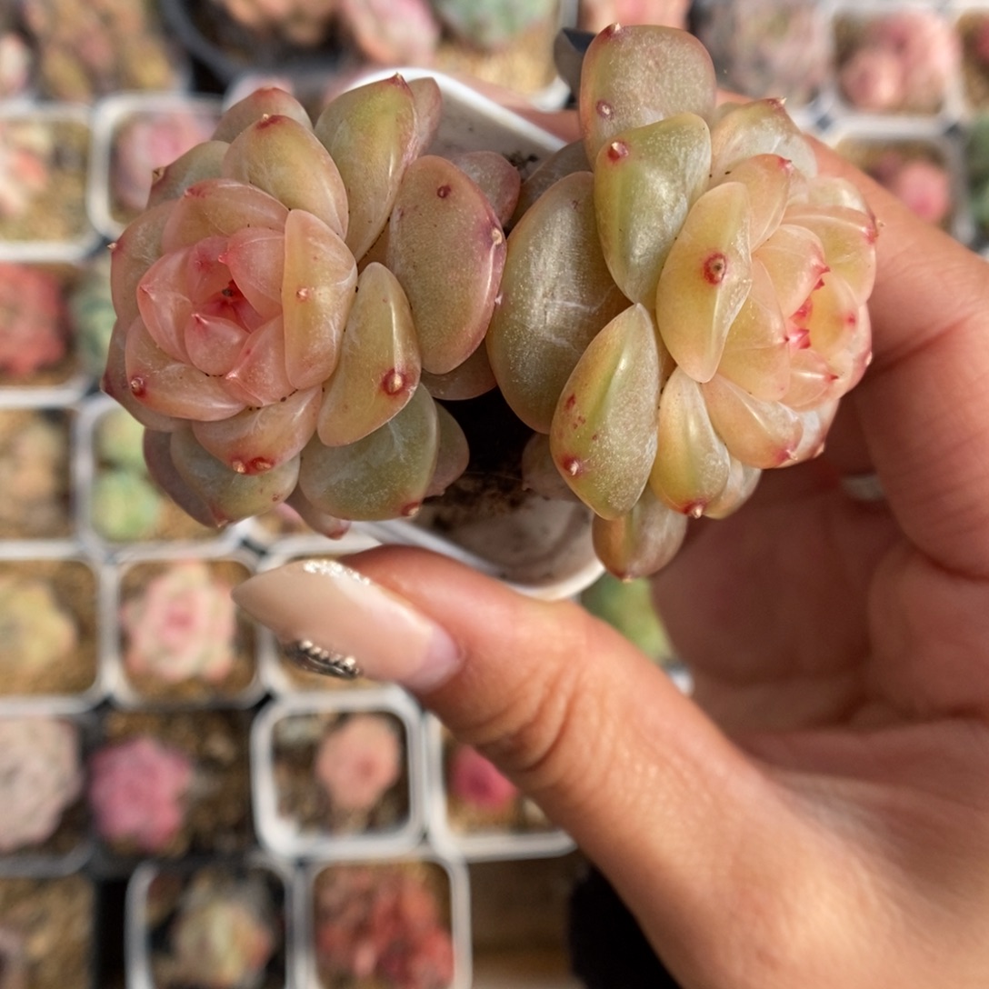 母本荔枝可拍942号。 