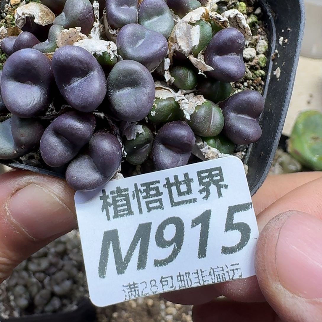多肉W的润泽的润泽dgnn