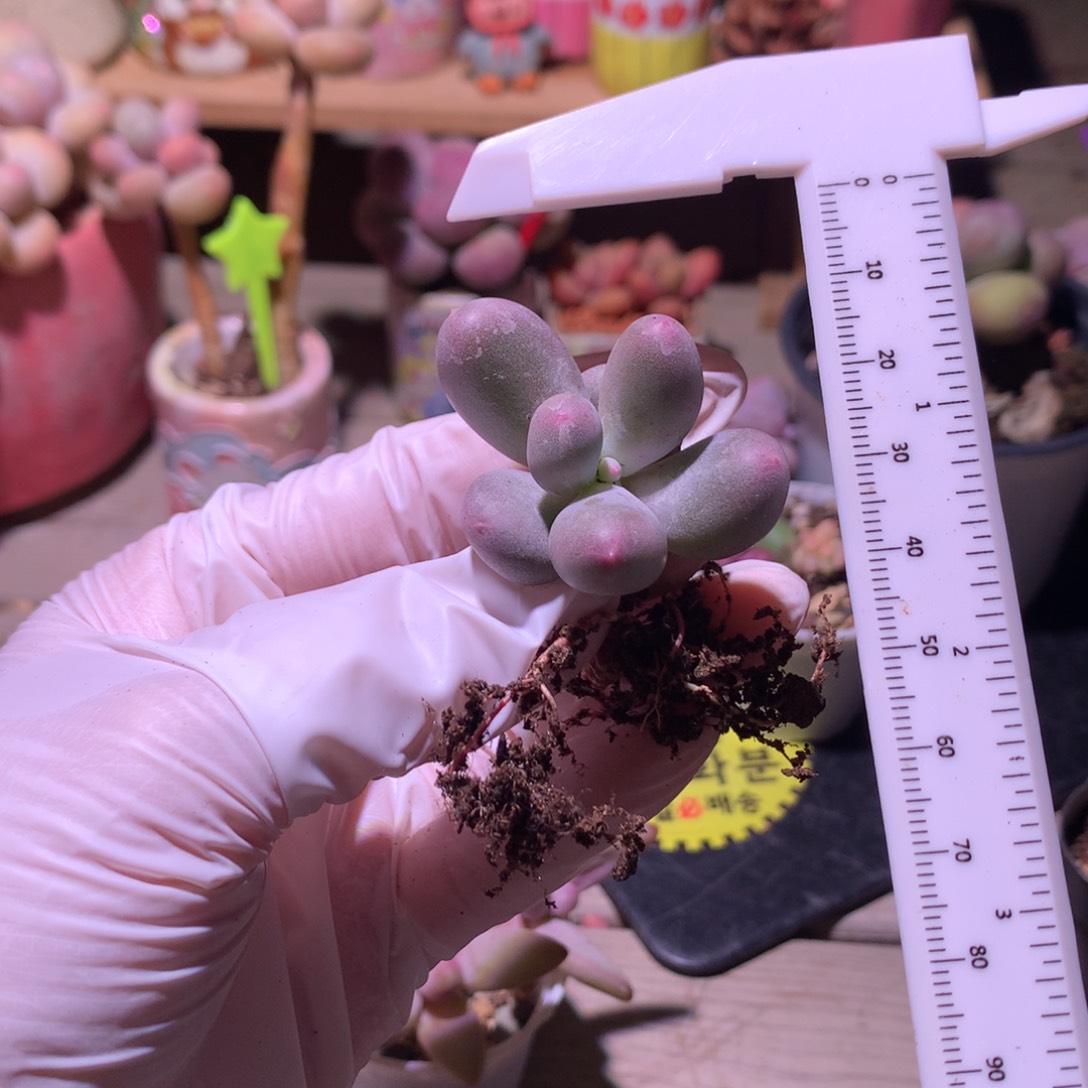 米可奶酪多肉 米可奶