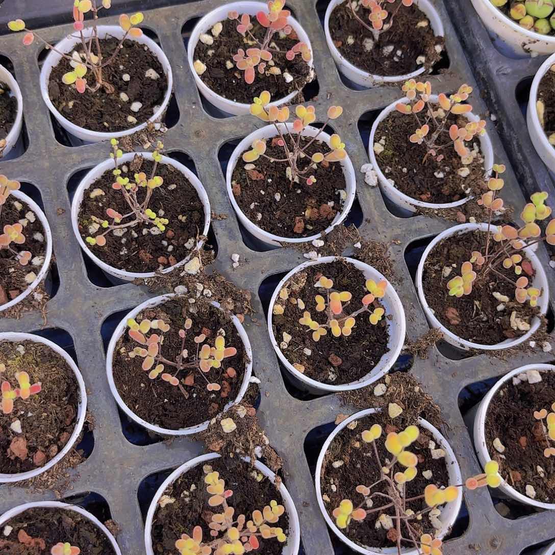 实生糖球一颗量拍