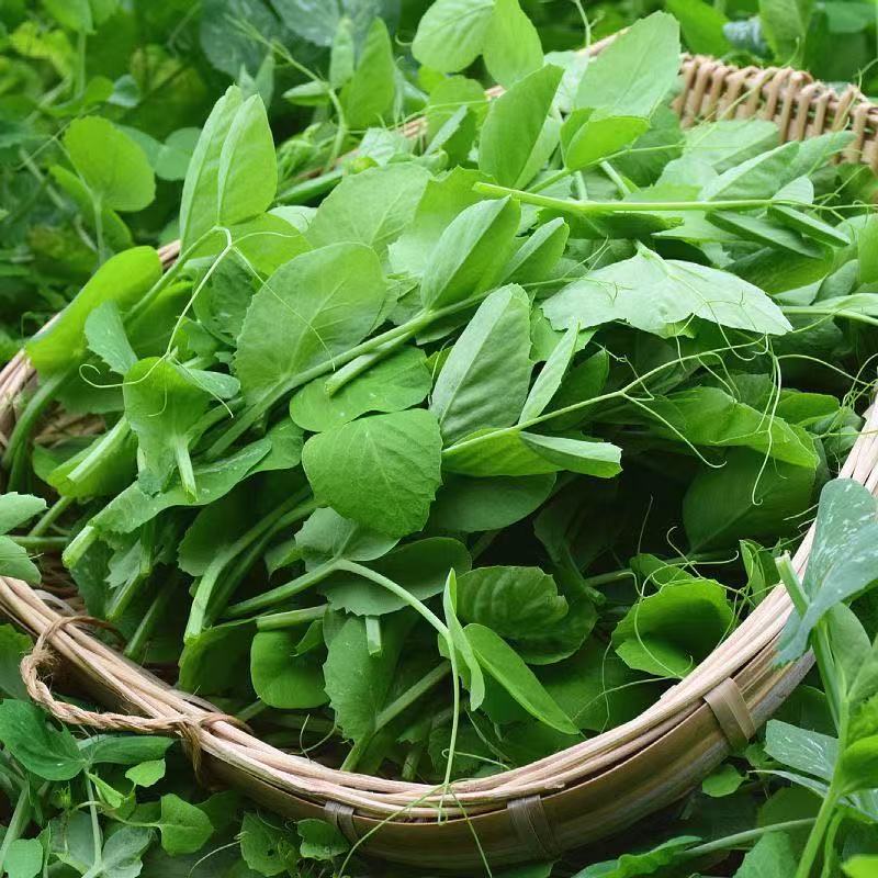 贵州高山2025头茬豌豆尖新鲜