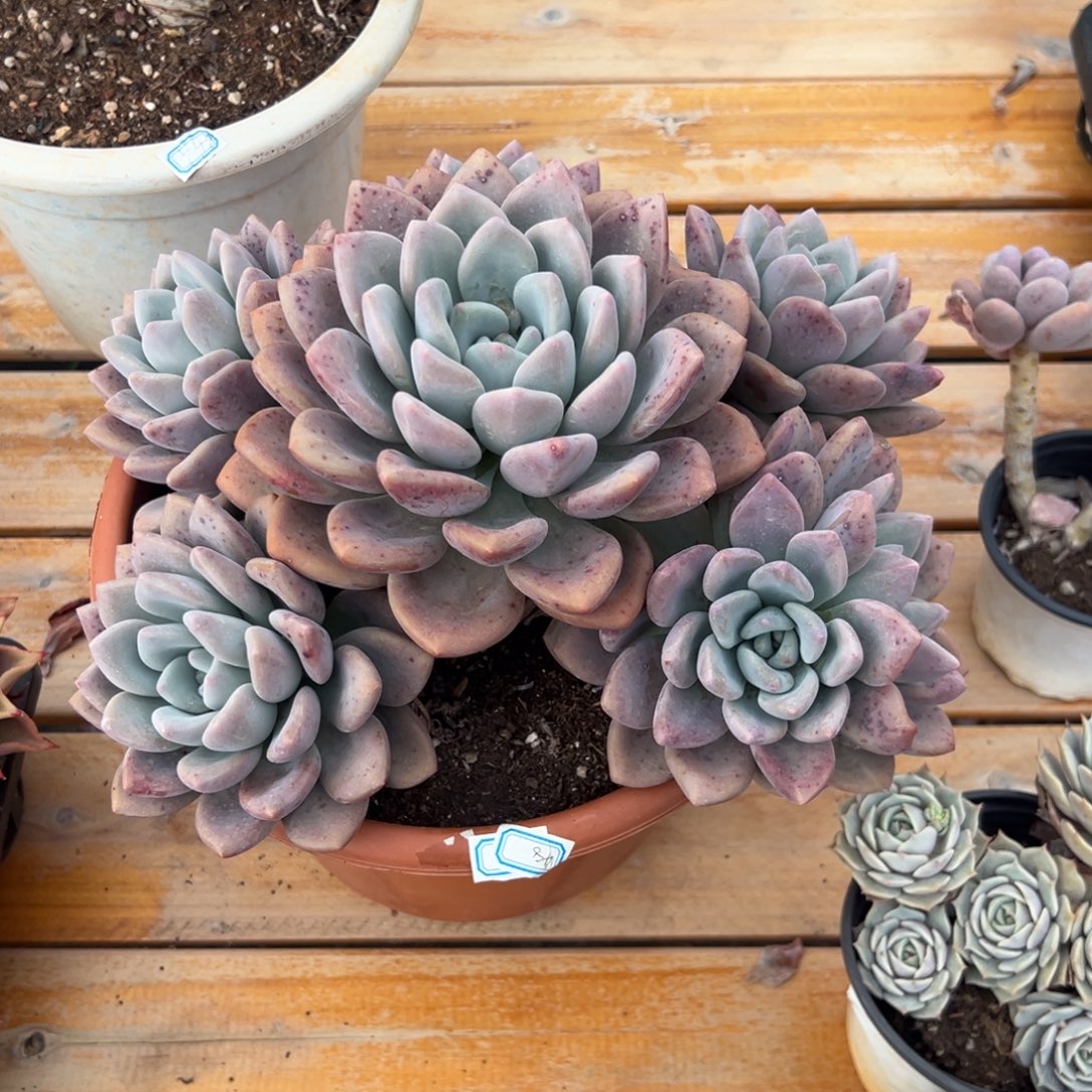 多肉大群奥普琳娜【非偏远满18包邮】