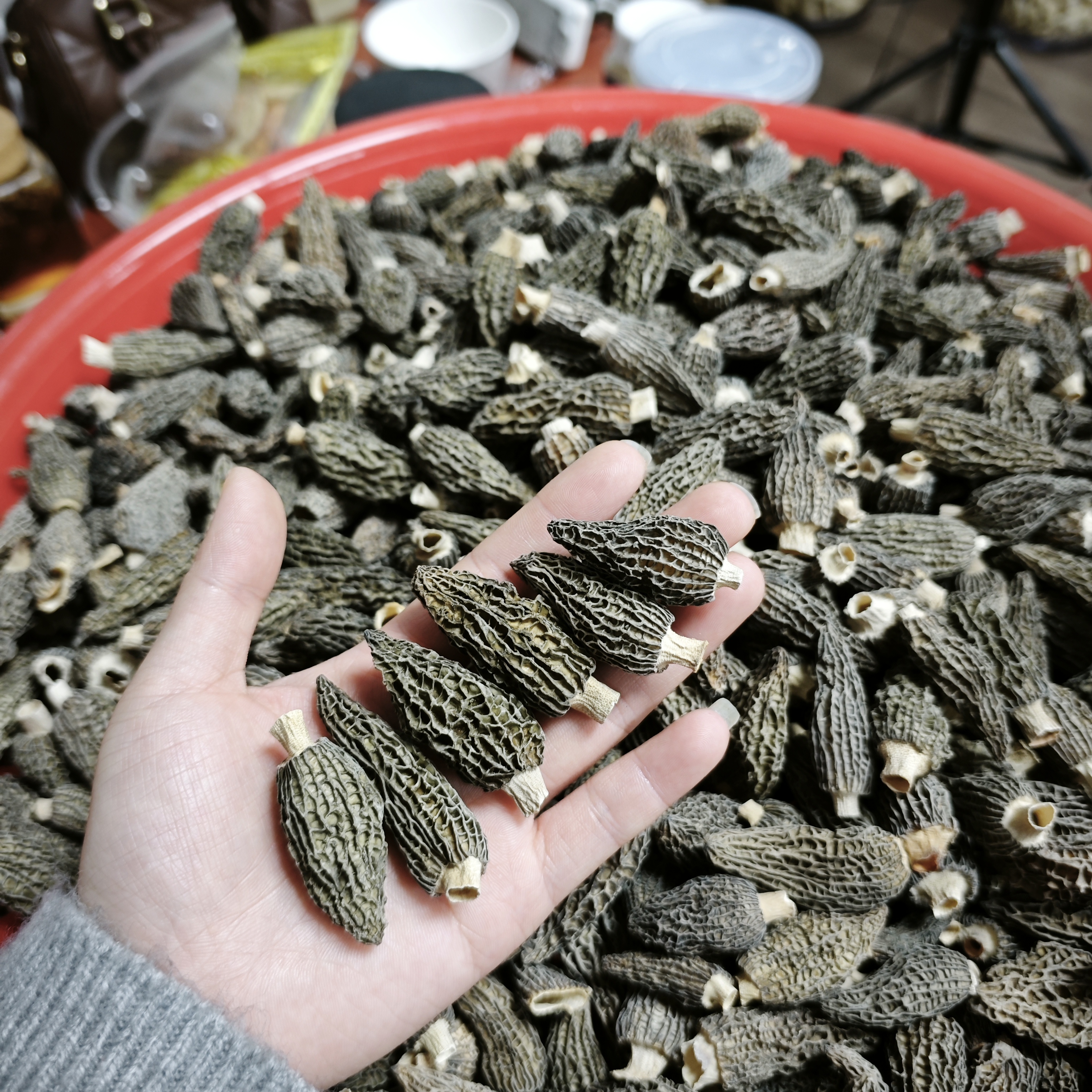 【三三】小羊肚菌    200克