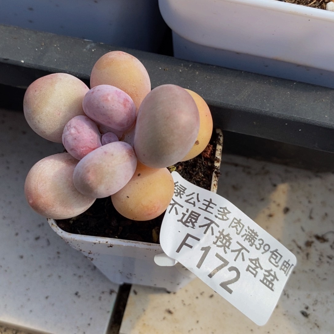 丸叶蛋黄奶172/4c m