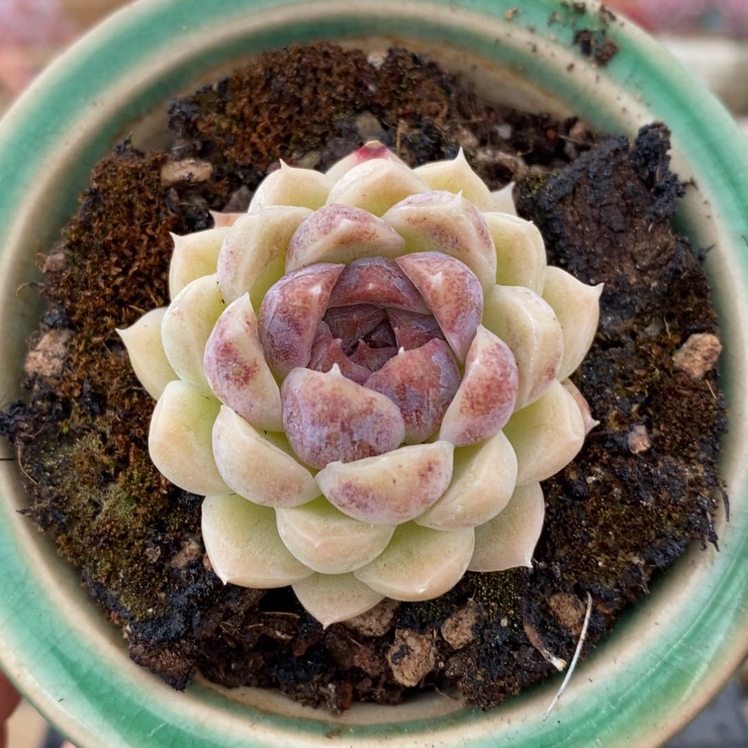 一物一拍拍精品多肉_22