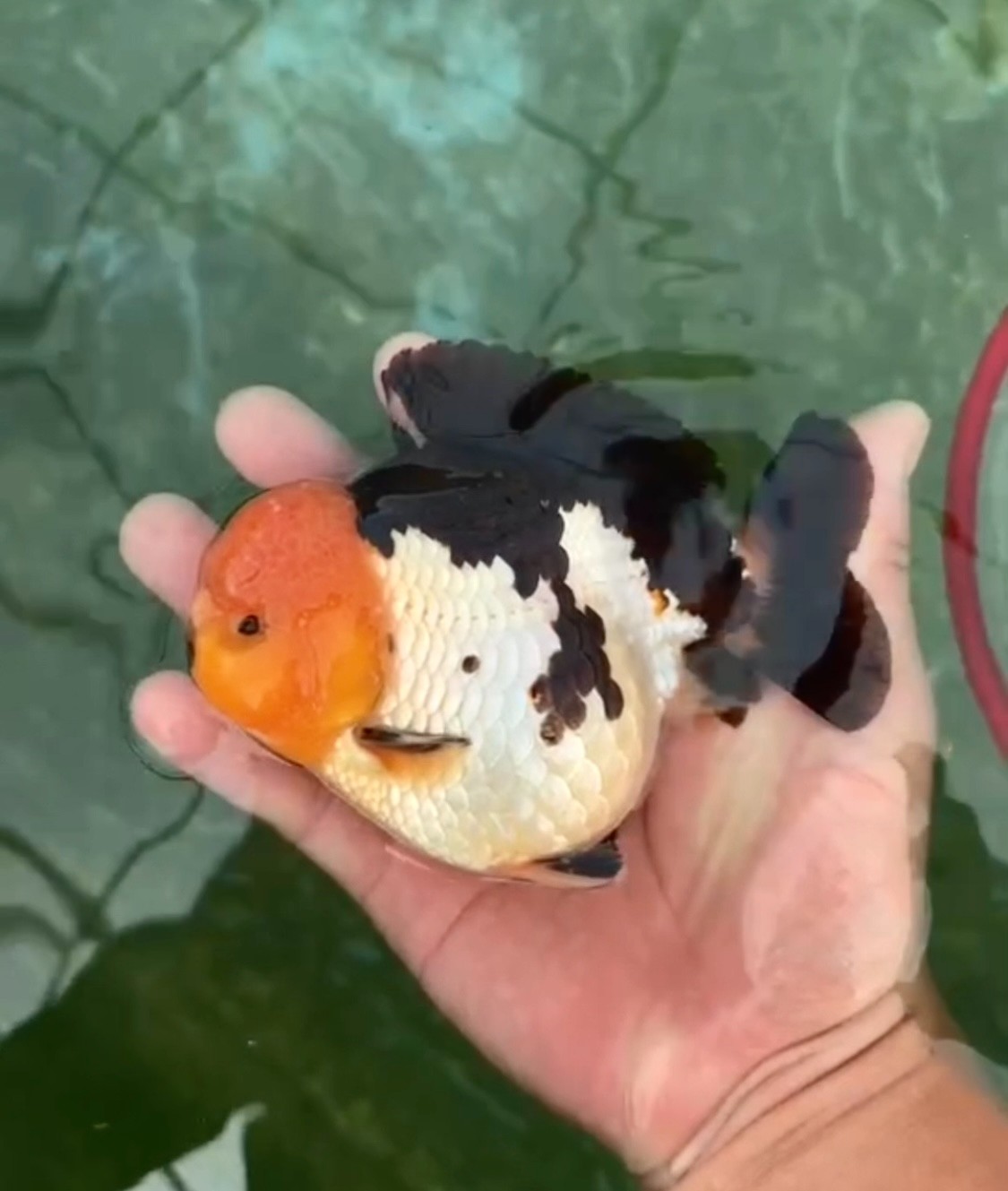 【直播专项链接 勿拍】玛丽泰狮水中萌宠可爱波妞脸