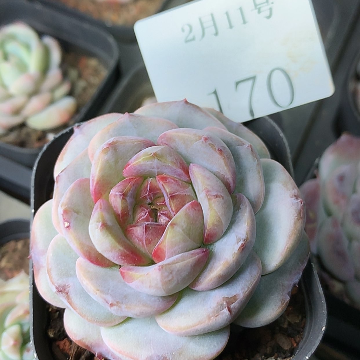 【闪购商品】云170