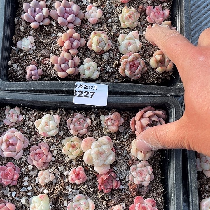 阿雅园艺。     3227两盒