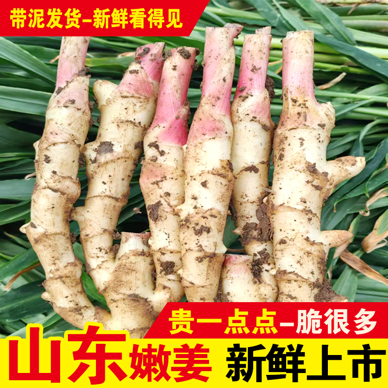 山东正宗红芽嫩姜生姜鲜姜嫩姜仔姜做泡糖醋姜时令应季生鲜蔬菜