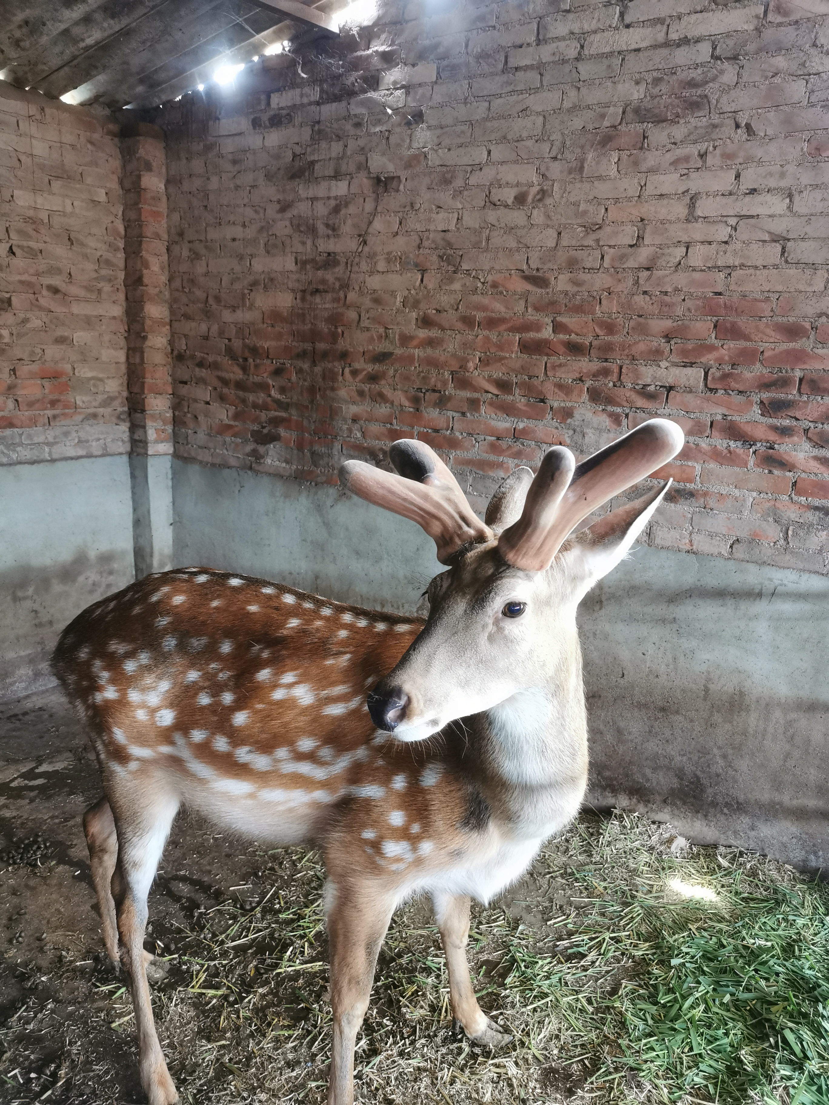 梅花鹿绿色养殖自繁自养