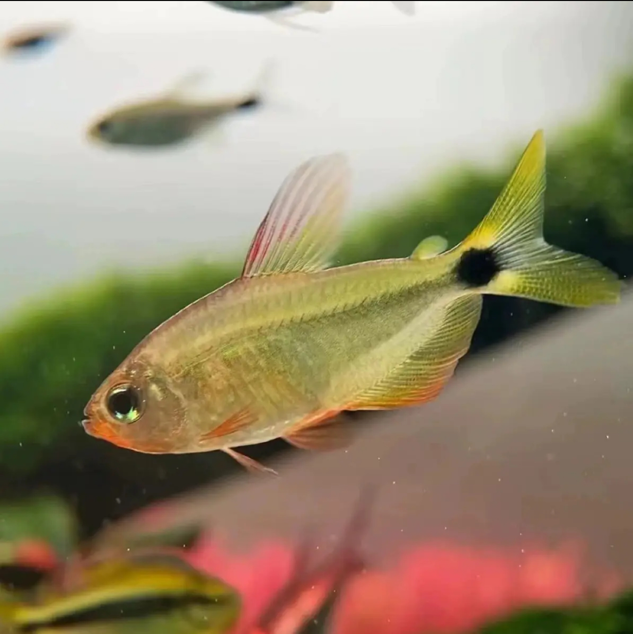 人工蝴蝶凯蒂  水族箱