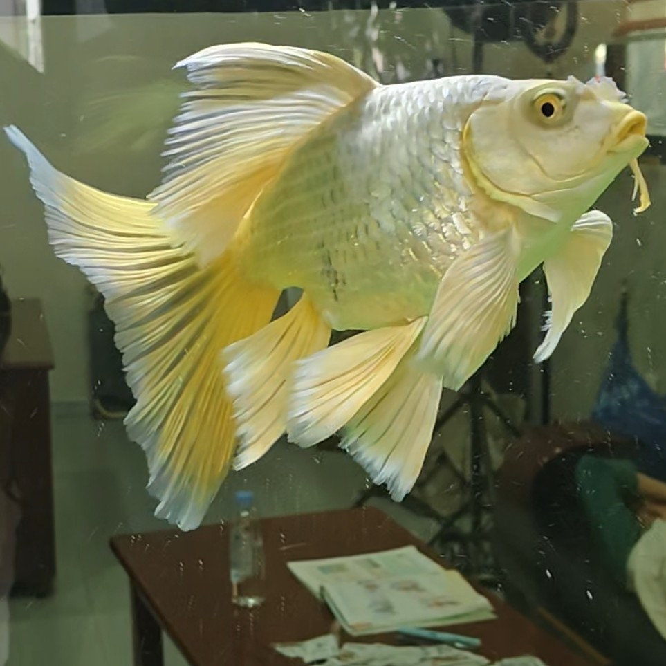 全品球体蝴蝶鲤大尾大鳍