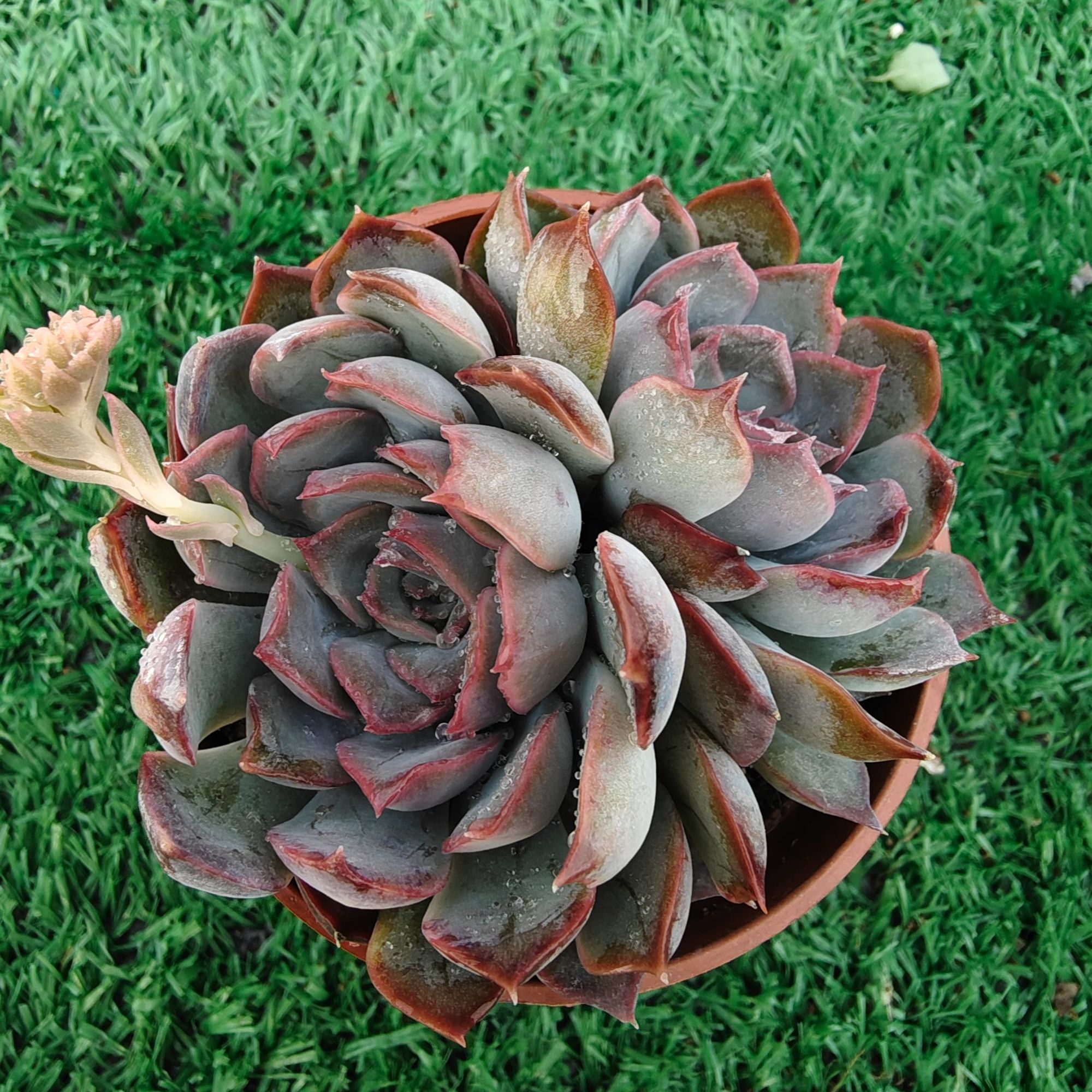 暗冰精品多肉裸根上盆