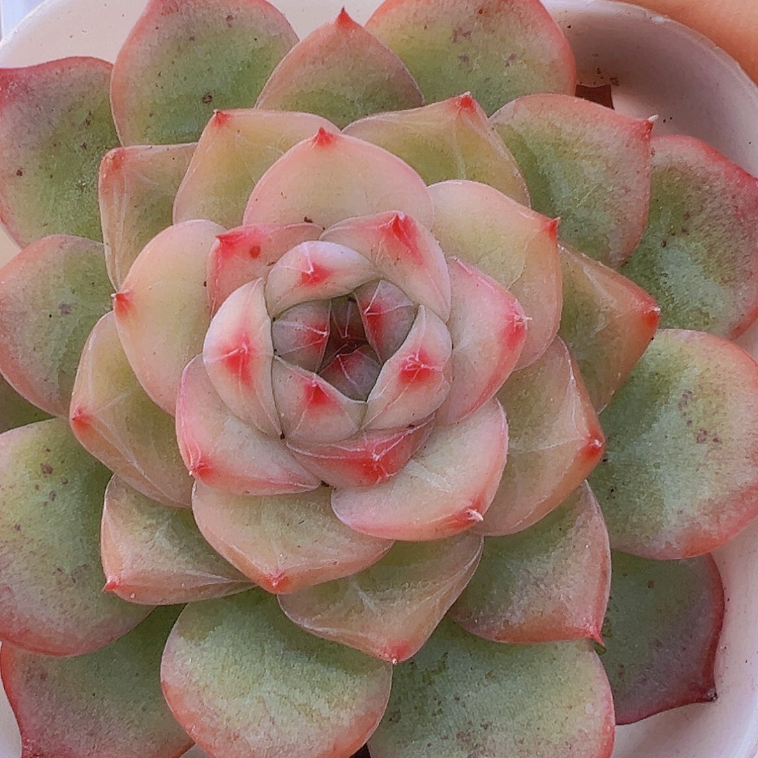 玉笛19包邮多肉植物