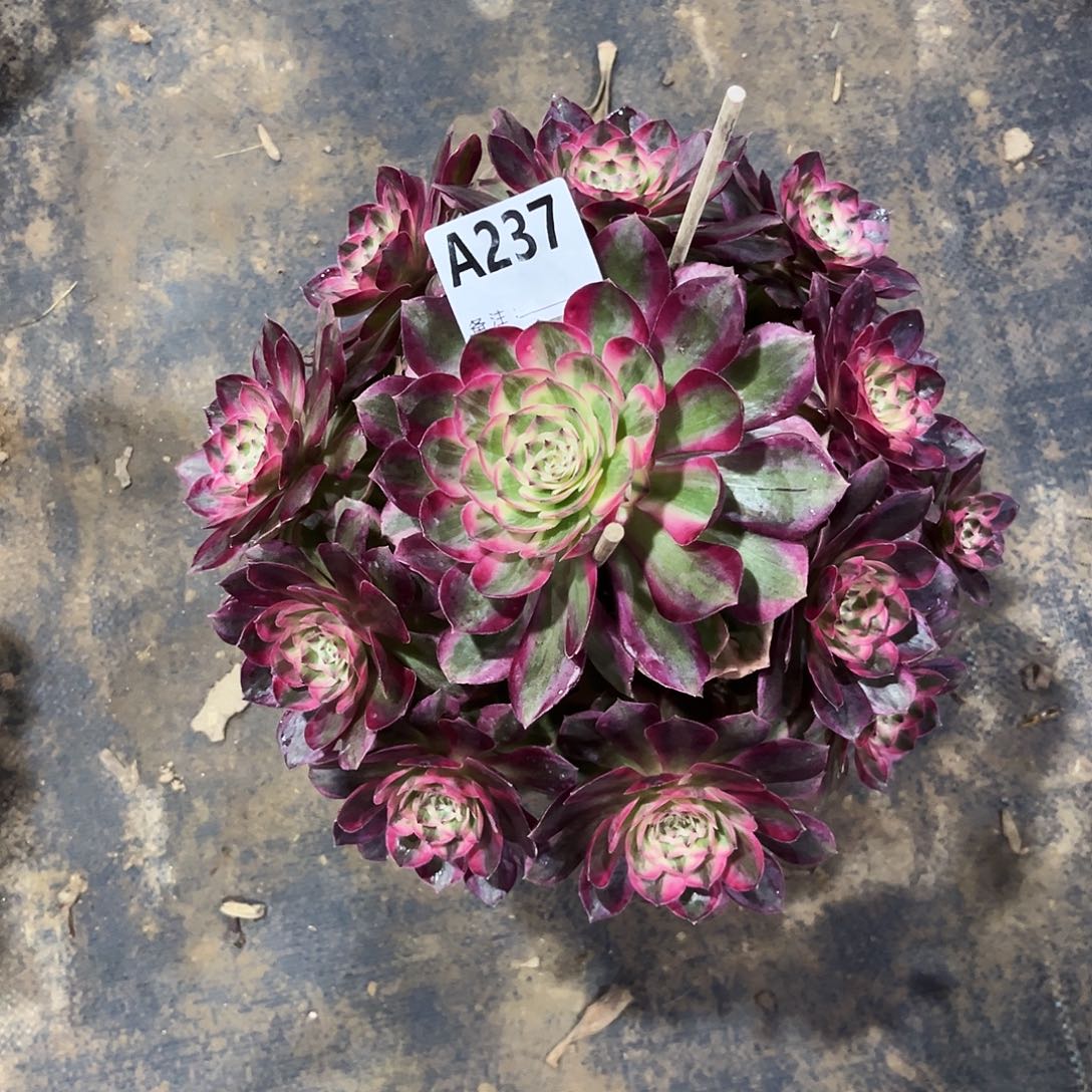 多肉云荷237多肉多肉