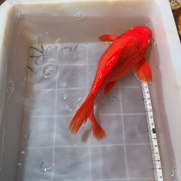 蝴蝶鲤鱼渔场直发07